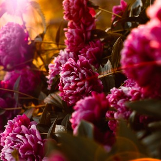 30 jolies fleurs d'automne : la liste des plus belles variétés