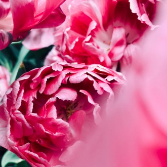 Fleur fraîche coupée à la botte idéale pour des bouquets généreux.